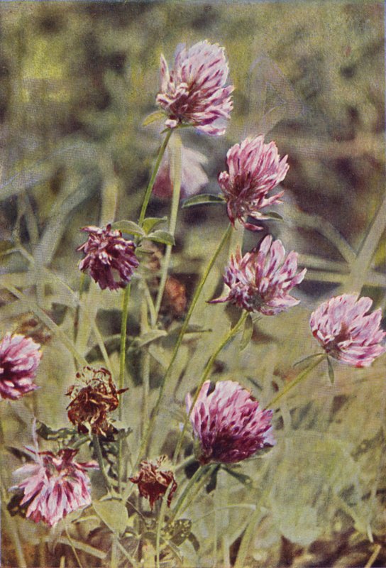 Wildblumen: Rotklee von Charles Essenhigh Corke
