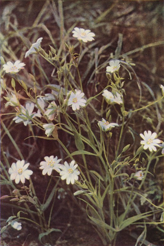 Wildblumen: Sternmiere von Charles Essenhigh Corke