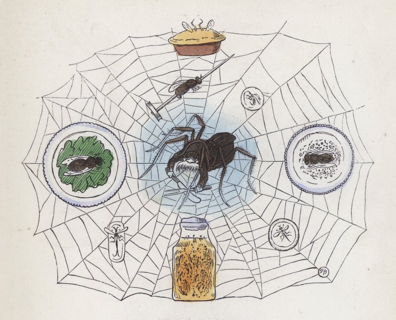 Spinne in ihrem Netz, umgeben von Nahrung von Charles Henry (after) Bennett
