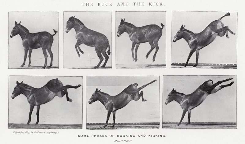 Der Bock und der Tritt von Eadweard Muybridge