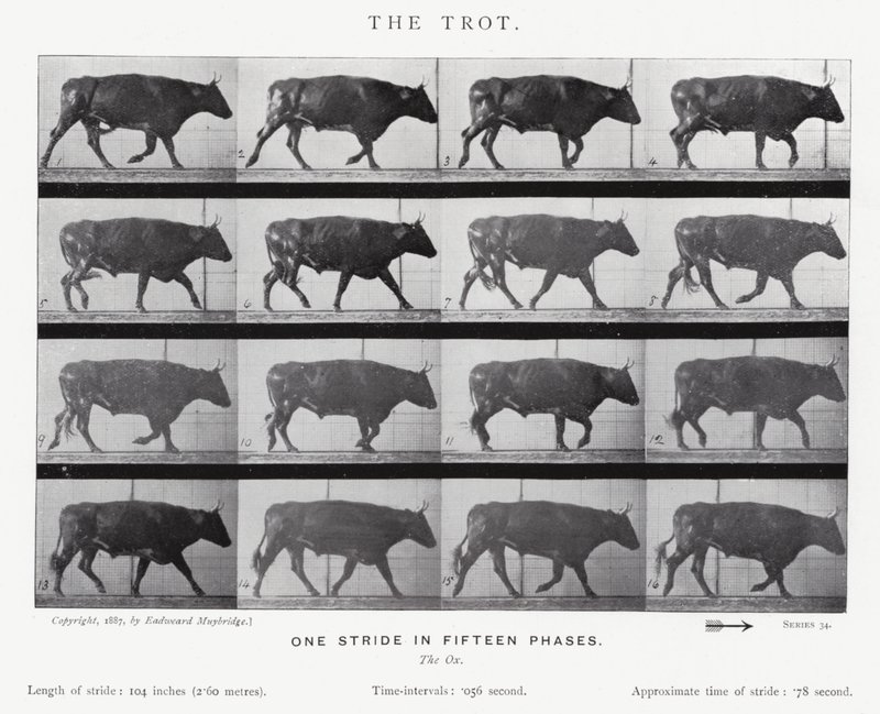 Eadweard Muybridge: Der Trab (s/w Foto) von Eadweard Muybridge