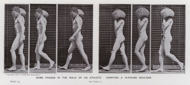 Die menschliche Figur in Bewegung: Einige Phasen im Gang eines Athleten, der einen 75-Pfund-Brocken trägt von Eadweard Muybridge