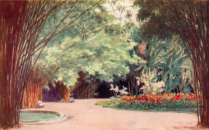 Ein Bambushain, Botanischer Garten von Edgar L. Pattison