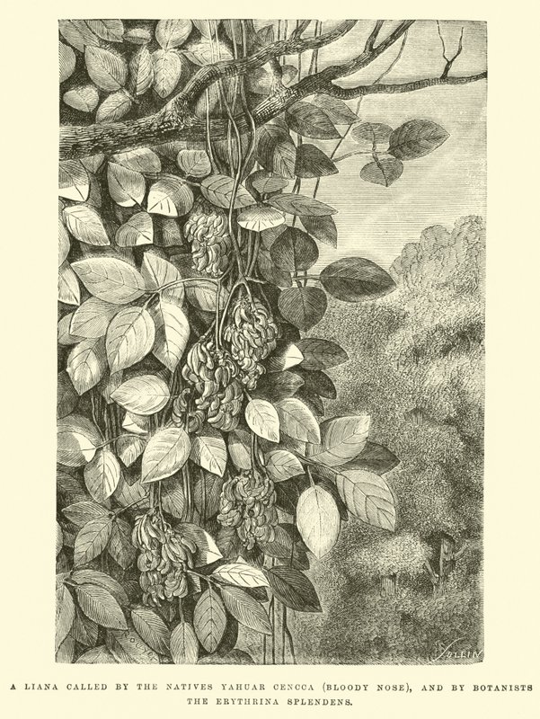 Eine Liane, von den Einheimischen Yahuar Cencca (Blutige Nase) genannt, und von Botanikern Erythrina splendens von Edouard Riou