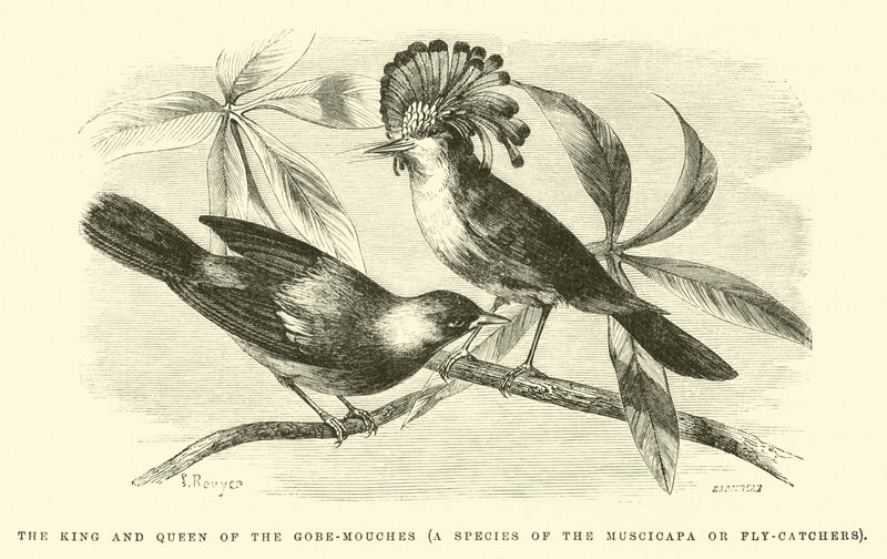 Der König und die Königin der Gobe-mouches, eine Art der Muscicapa oder Fliegenschnäpper von Edouard Riou