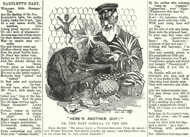 Abraham Dee Bartlett, Leiter des Londoner Zoos, und ein Baby-Gorilla (Stich) von Edward Linley (after) Sambourne