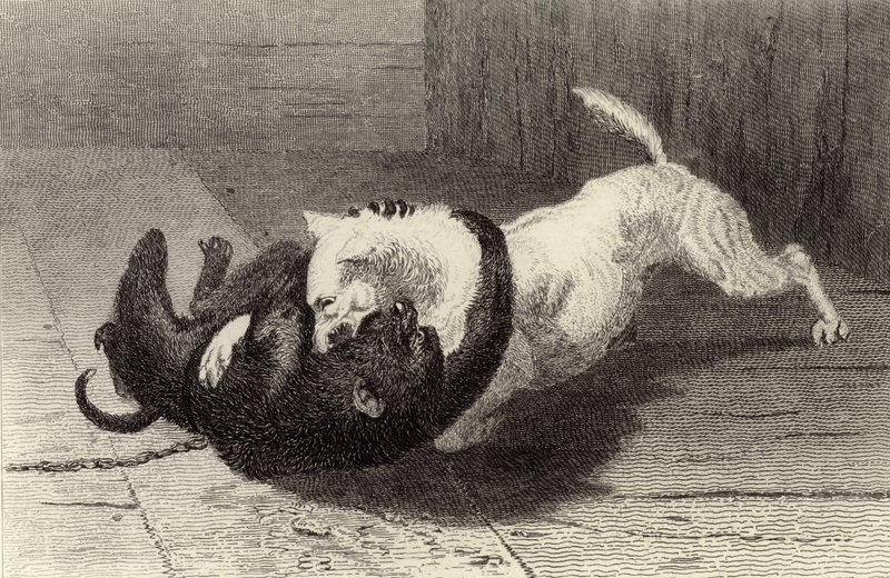 Beispiel X, Hund kämpft mit Affe von Edwin Landseer