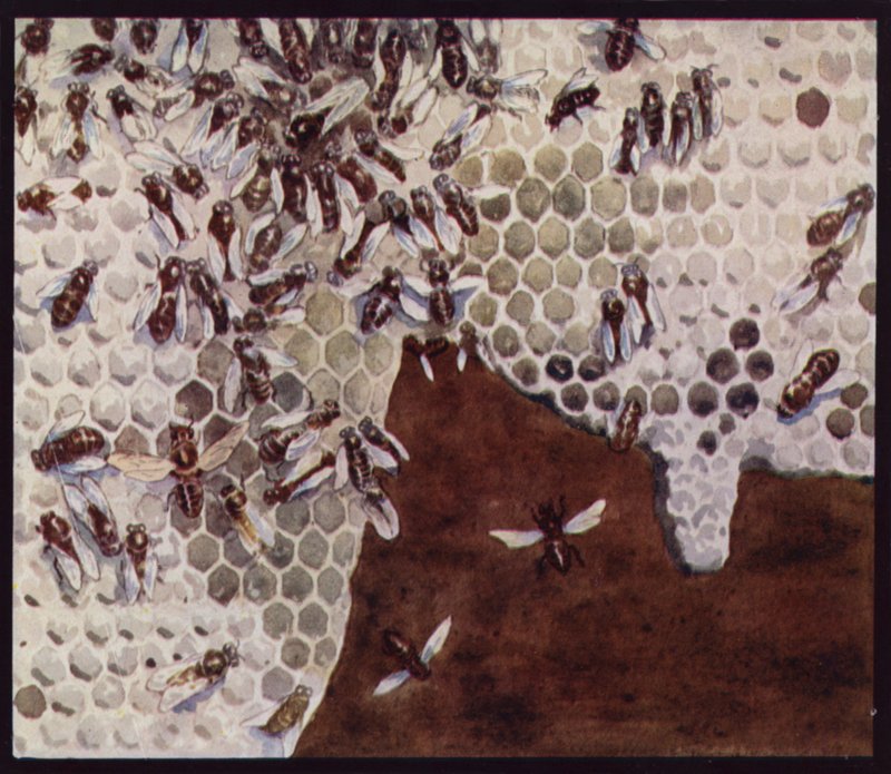 Bienen bei der Arbeit an der Wabe (Farblithografie) von Edwin Noble