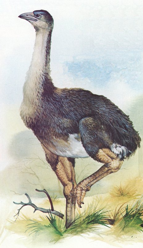 Moa, Dinornis Maximus, aus Neuseeland, der um 1850 ausgestorben ist von English School