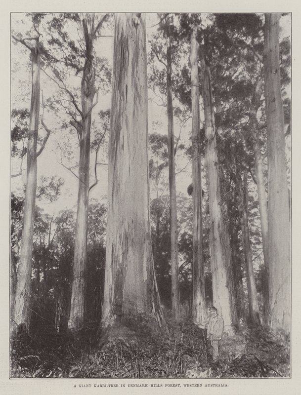 Ein riesiger Karri-Baum im Denmark Hills Forest, Westaustralien von English Photographer