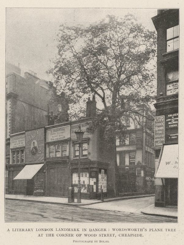 Ein literarisches Wahrzeichen Londons in Gefahr, Wordsworths Platane an der Ecke von Wood Street, Cheapside von English Photographer