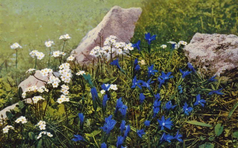 Alpenblumen: Androsace Chamaejasme und Gentiana Pumila von English Photographer