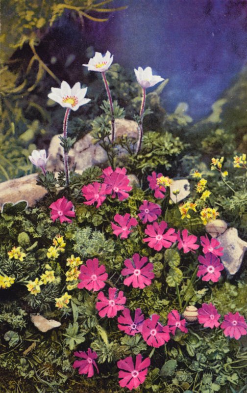 Alpenblumen: Draba Aizoides mit Primula Minima (Mitte) und Anemone Baldensis (hinten) von English Photographer