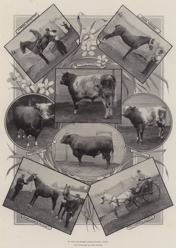 Auf der Landwirtschaftsausstellung in Leicester von English Photographer