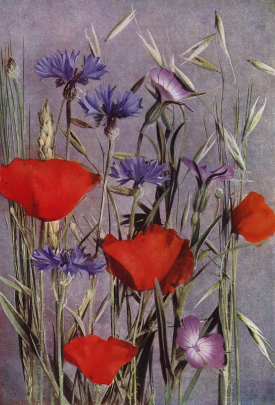 Feldblumen (Foto) von English Photographer