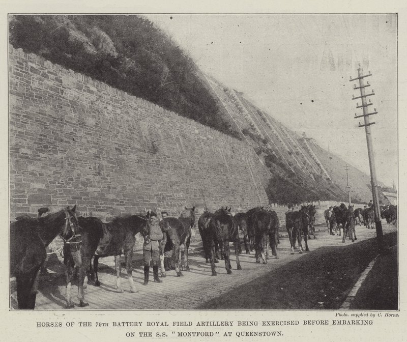 Pferde der 79. Batterie der Royal Field Artillery werden vor dem Einschiffen auf die SS Montford in Queenstown trainiert von English Photographer