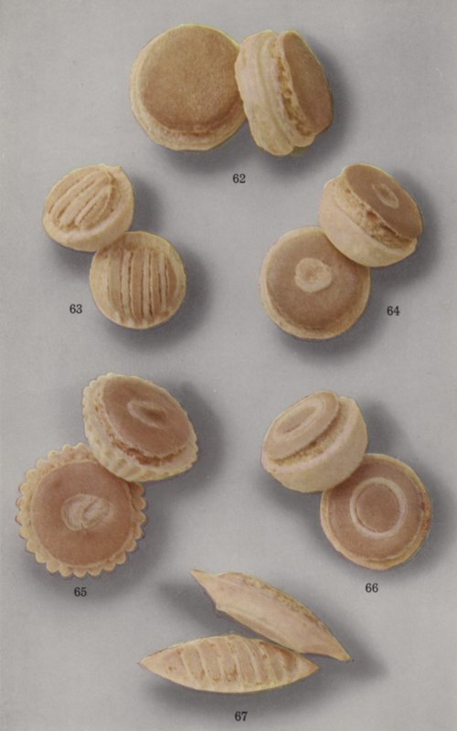Illustration für Marzipan-Broschüre von English Photographer