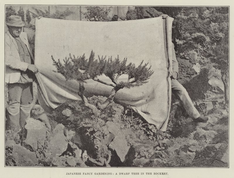 Japanische Ziergärtnerei, ein Zwergbaum im Steingarten von English Photographer