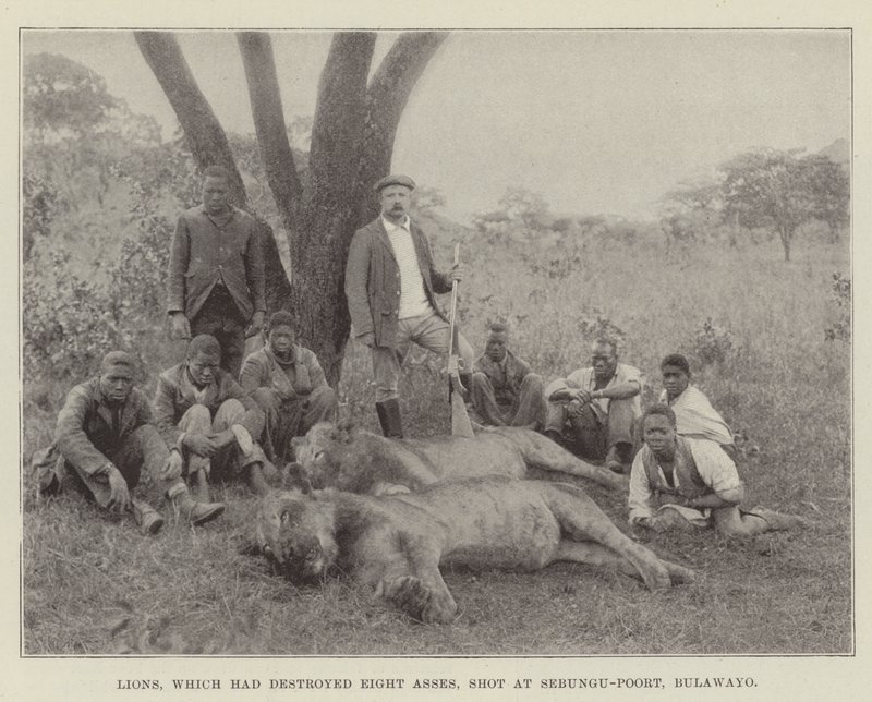 Löwen, die acht Esel zerstört hatten, erschossen bei Sebungu-Poort, Bulawayo von English Photographer