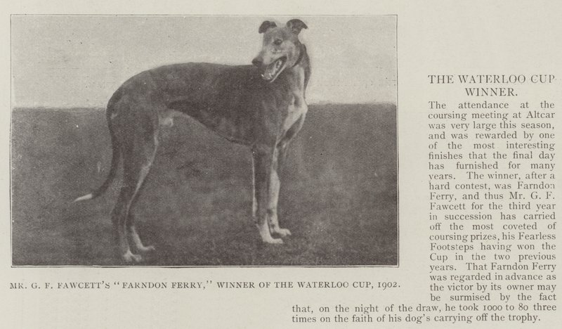Mr G F Fawcetts Farndon Ferry, Gewinner des Waterloo Cup 1902 von English Photographer