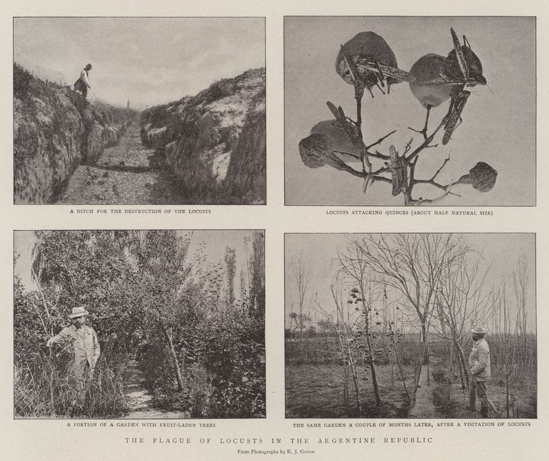 Die Heuschreckenplage in der Argentinischen Republik von English Photographer