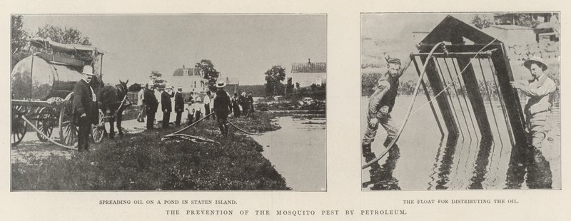 Die Verhinderung der Mückenplage durch Petroleum von English Photographer