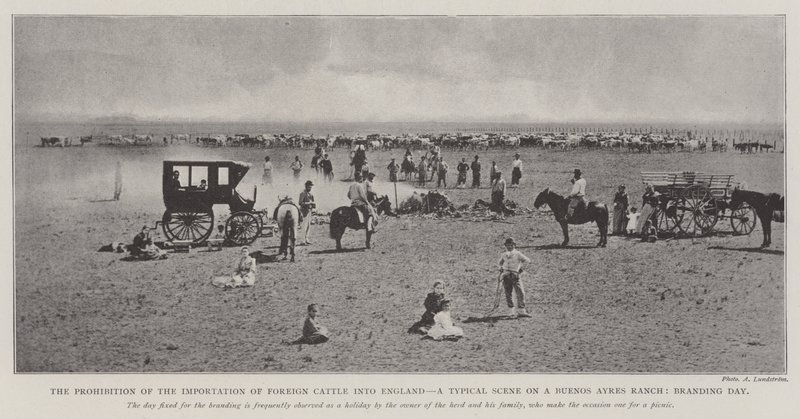 Das Verbot der Einfuhr von ausländischem Vieh nach England, eine typische Szene auf einer Ranch in Buenos Ayres, Markierungstag von English Photographer