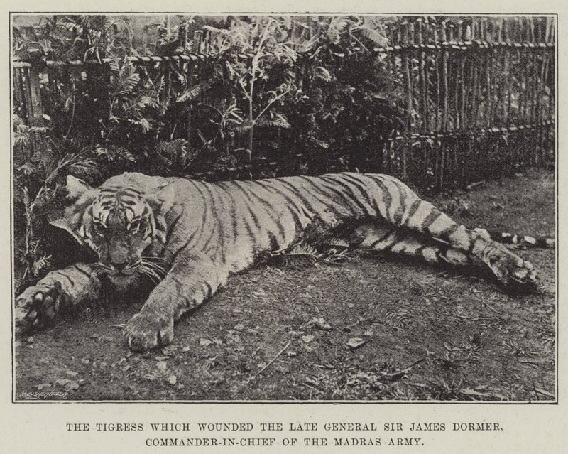 Die Tigerin, die den verstorbenen General Sir James Dormer, Oberbefehlshaber der Madras-Armee, verwundet hat von English Photographer