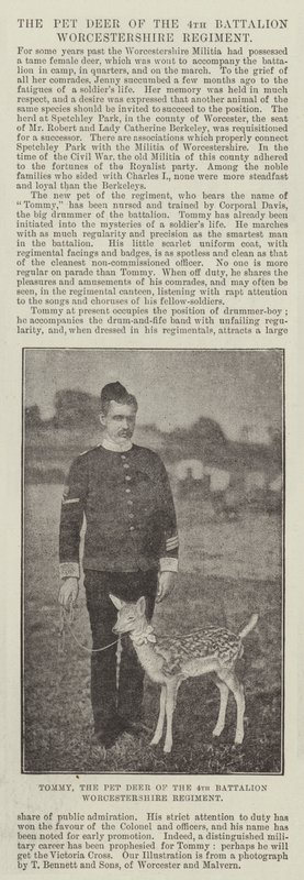 Tommy, das Haustier-Reh des 4. Bataillons Worcestershire Regiment von English Photographer