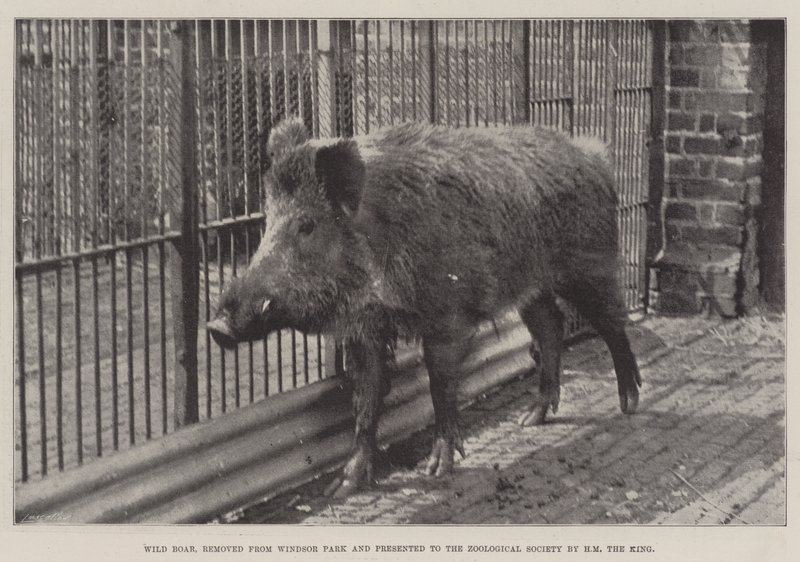 Wildschwein, aus dem Windsor Park entfernt und der Zoologischen Gesellschaft von HM dem König geschenkt von English Photographer