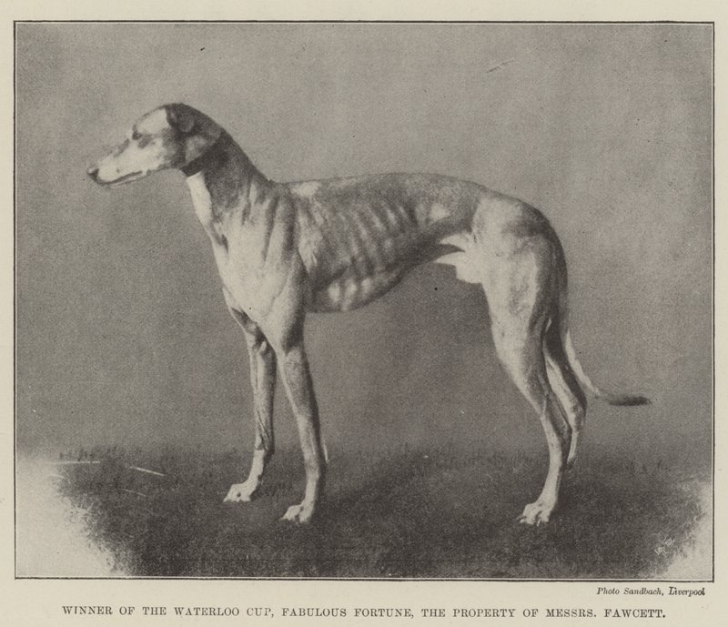 Gewinner des Waterloo Cups, Fabulous Fortune, im Besitz von Messers Fawcett von English Photographer
