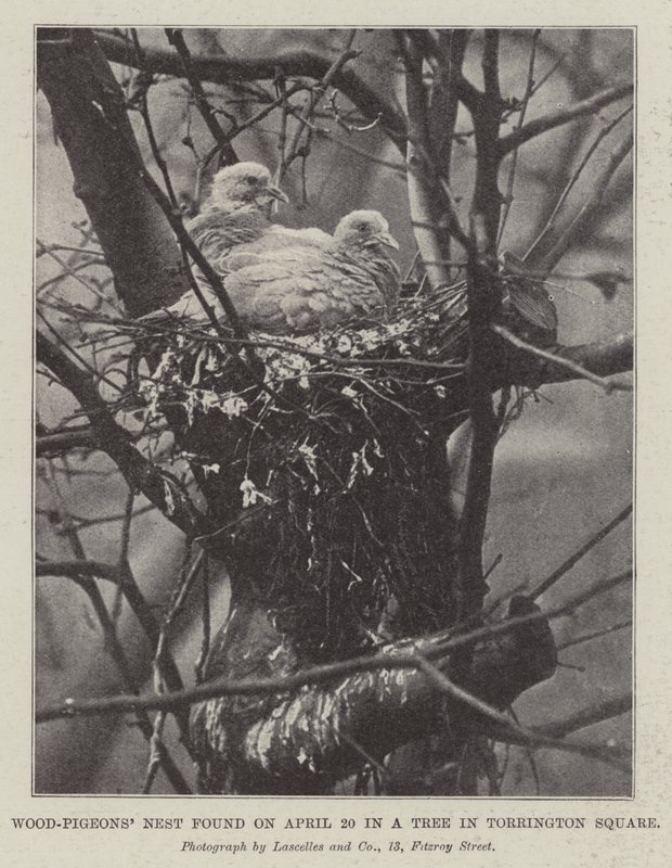 Nest von Ringeltauben, gefunden am 20. April in einem Baum am Torrington Square von English Photographer