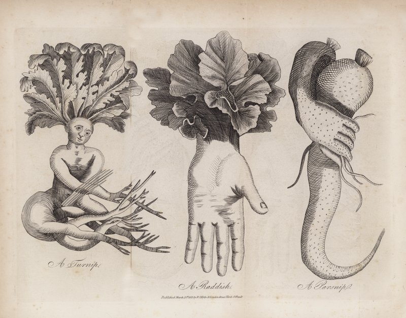 Eine Rübe, ein Rettich, eine Pastinake von English School
