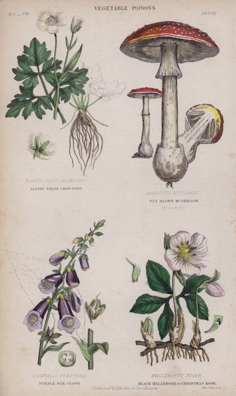 Alpenweißer Hahnenfuß; Fliegenbrauner Pilz; Purpurroter Fingerhut; Schwarze Nieswurz oder Christrose von English School