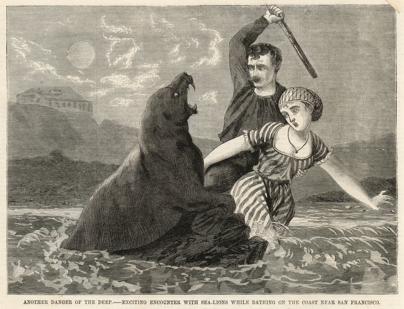 Ein aufregendes Zusammentreffen mit Seelöwen beim Baden an der Küste bei San Francisco von English School