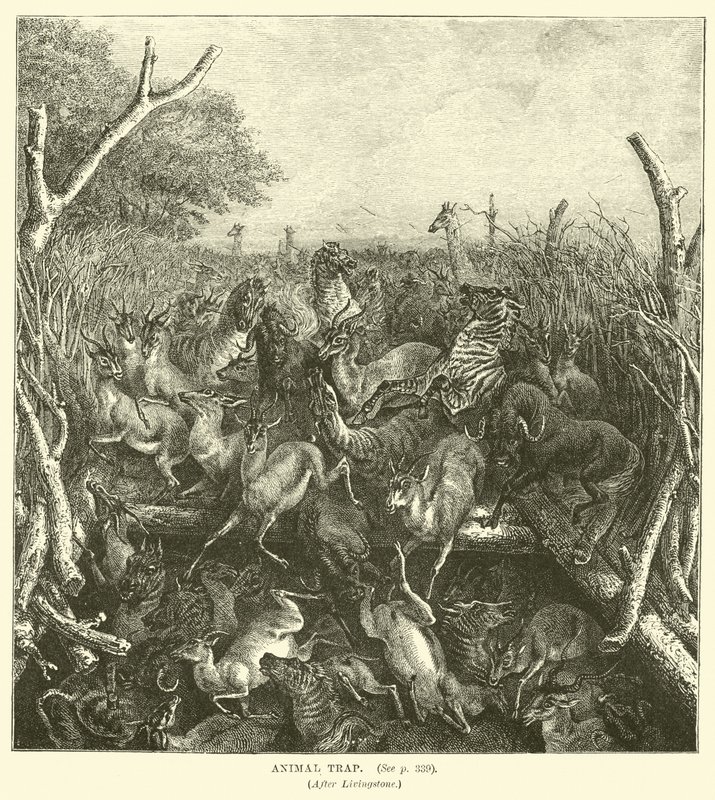 Tierfalle, nach Livingstone von English School
