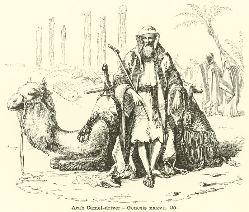 Arabischer Kamel-Treiber, Genesis, xxxvii, 25 von English School