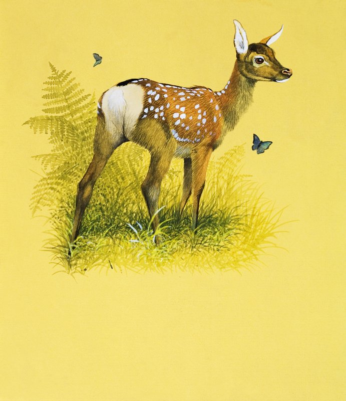 Rehkitz von English School