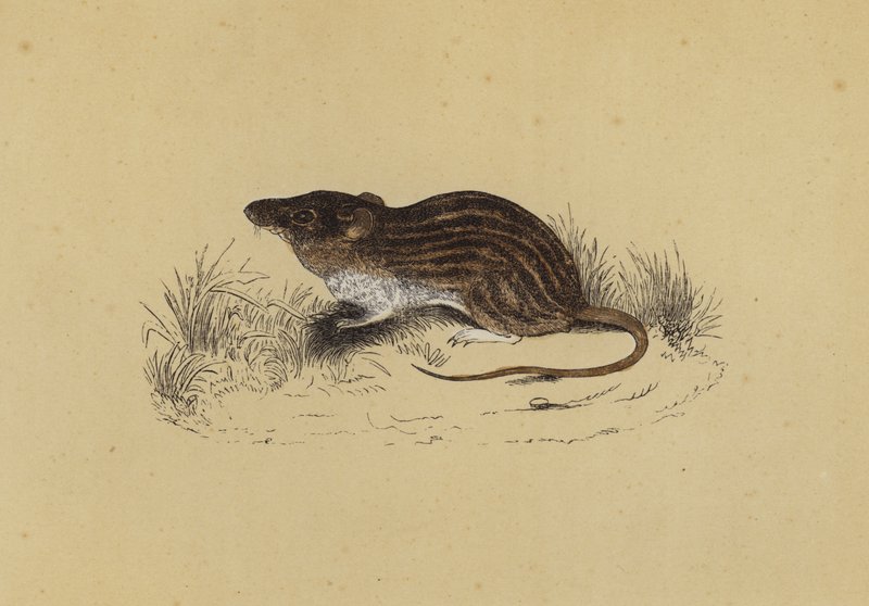 Barbarische Maus von English School