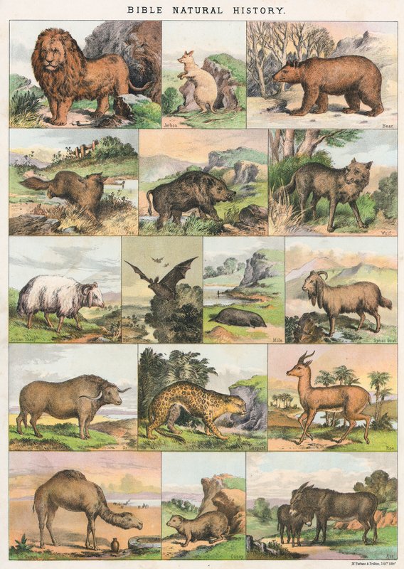 Bibel Naturgeschichte von English School