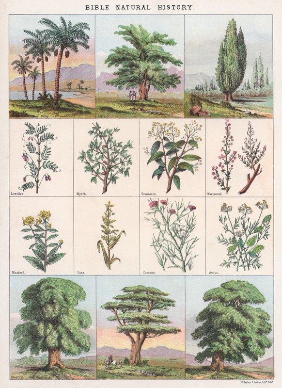 Bibel Naturgeschichte von English School