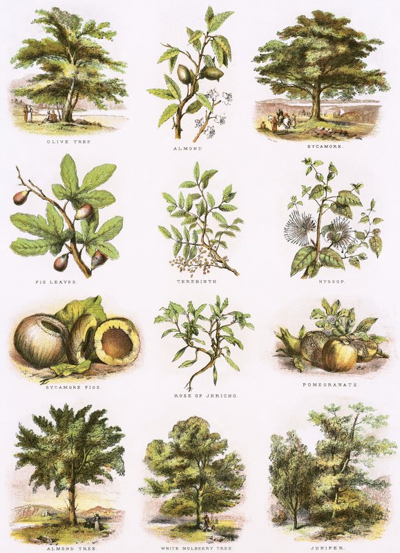 Biblische Naturgeschichte von English School