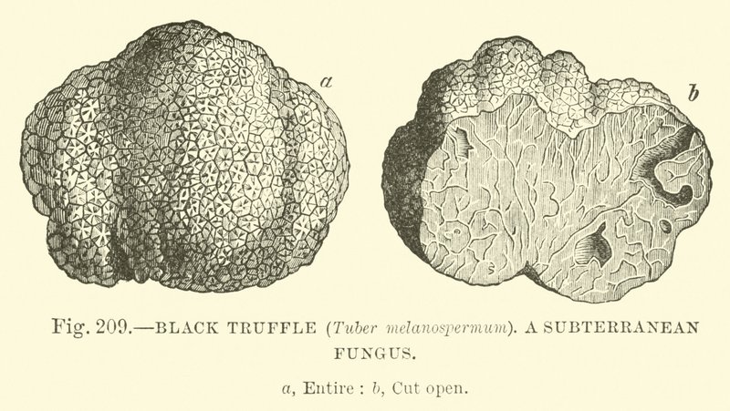 Schwarzer Trüffel (Tuber melanospermum); Ein unterirdischer Pilz von English School