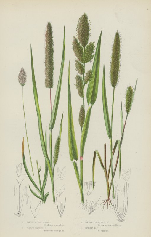 Blaues Moorgras, Lockeres Panikgras, Raues Borstengras, Grünes Borstengras von English School