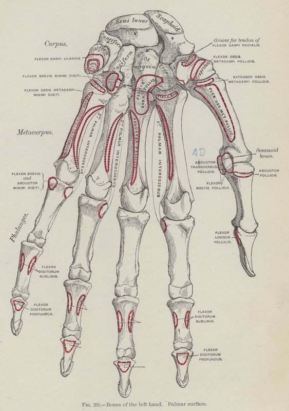 Knochen der linken Hand, Palmarfläche von English School