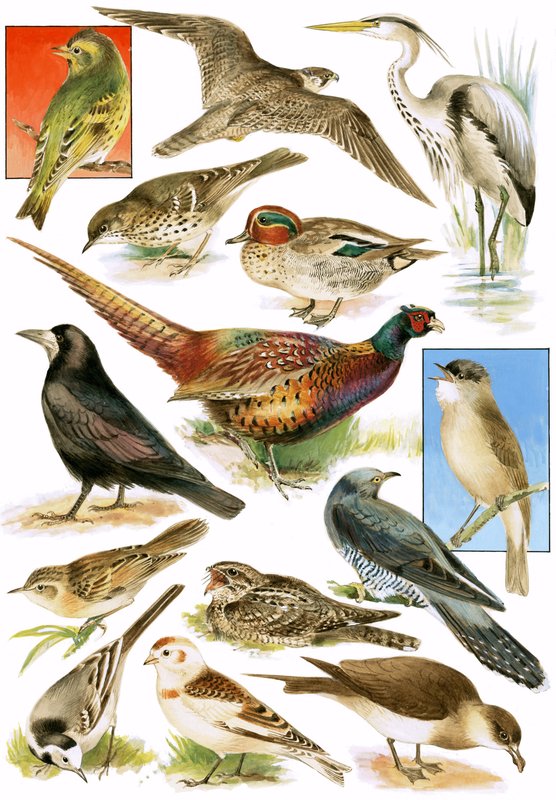Britische Vögel von English School
