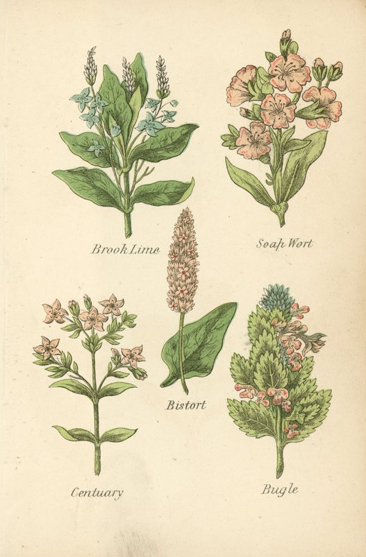 Bachbunge, Seifenkraut, Schlangenknöterich, Tausendgüldenkraut, Günsel von English School