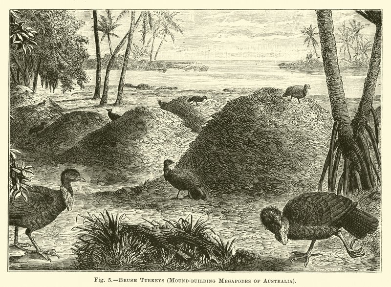 Buschtruthähne, Hügelbauende Megapoden Australiens von English School