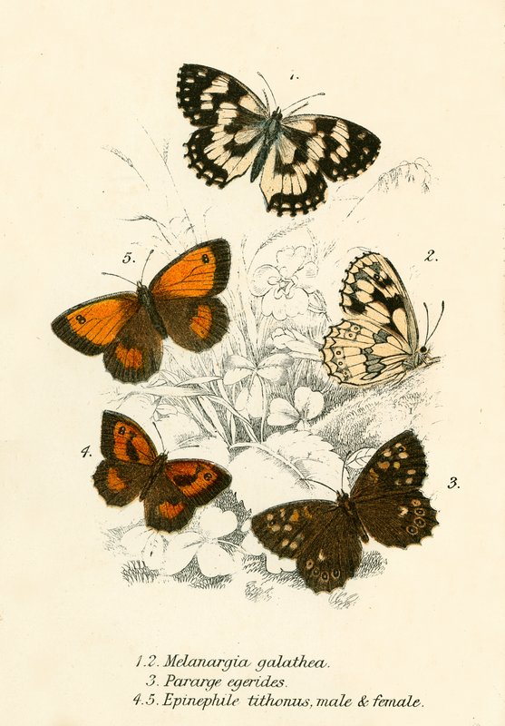 Schmetterlinge von English School