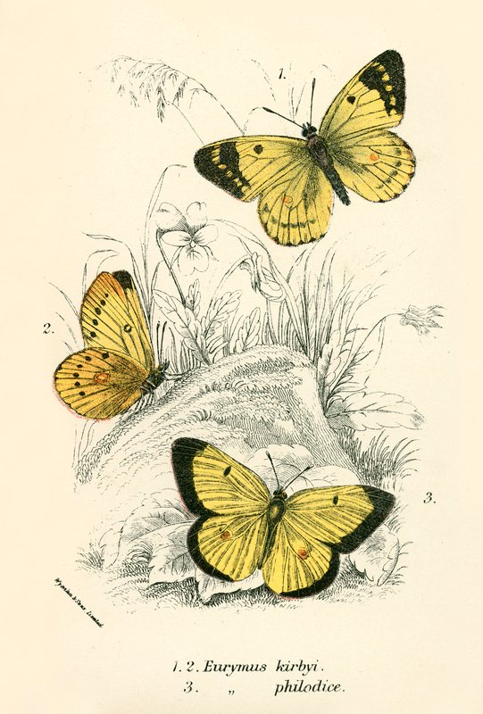 Schmetterlinge von English School